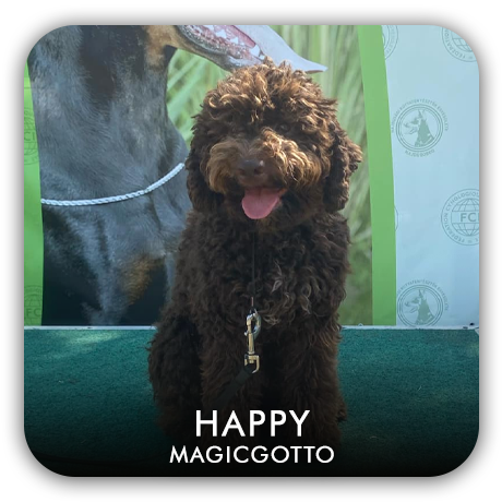 Lagotto Romagnolo