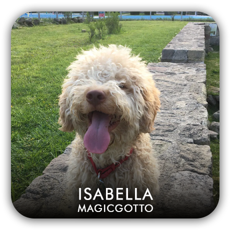Lagotto Romagnolo