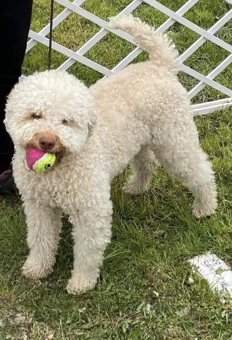 Best Hunter World, lagotto romagnolo, Isabella Magicgotto