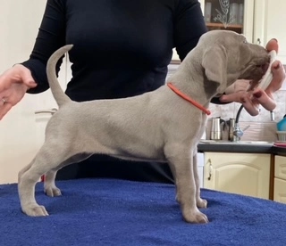 Amyra Transylvanian Silverghost, Weimari Vizsla
