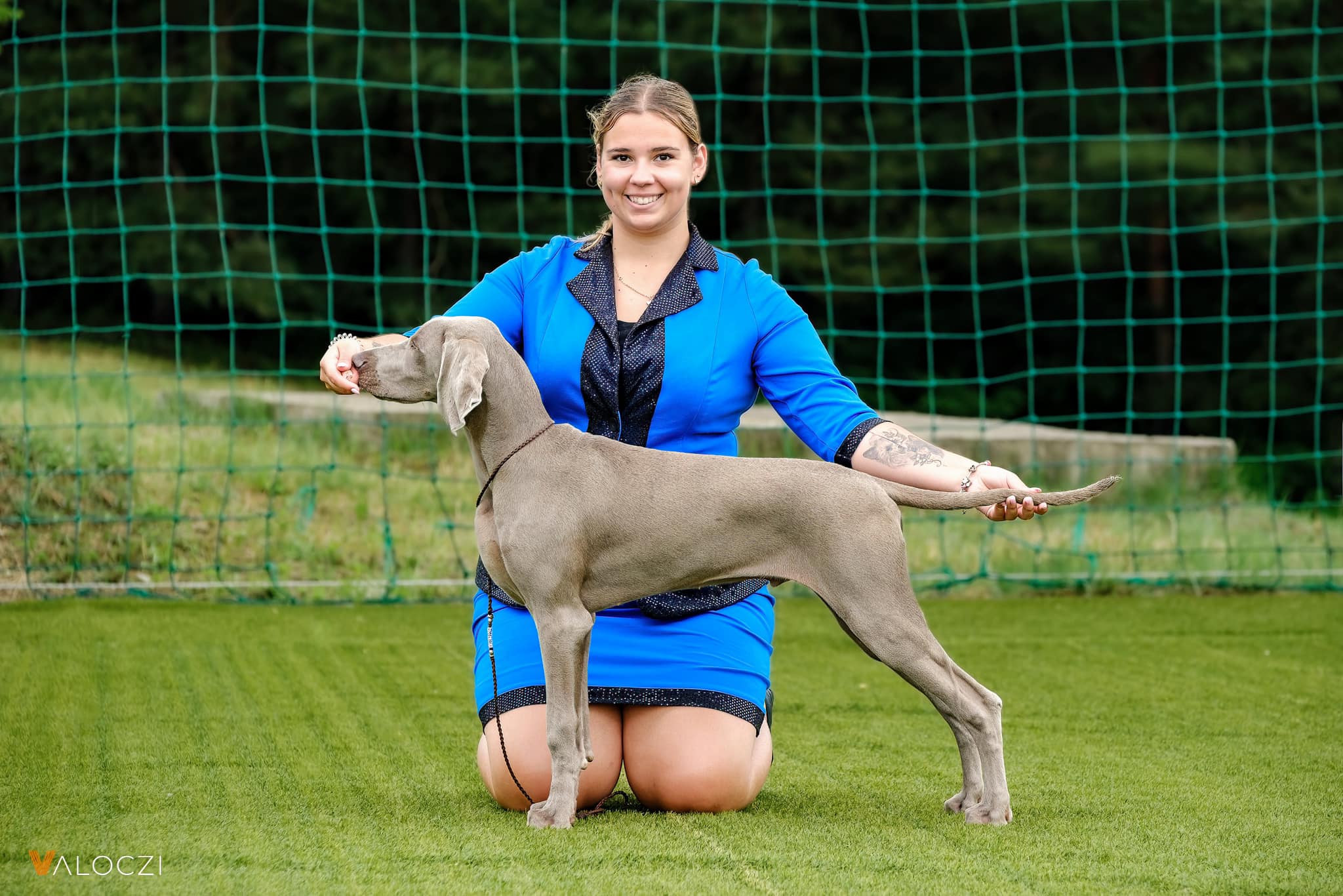 Best Hunter World Archibald Weimaraner