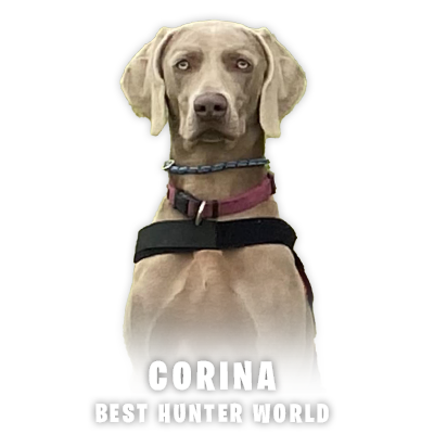 Weimari Vizsla