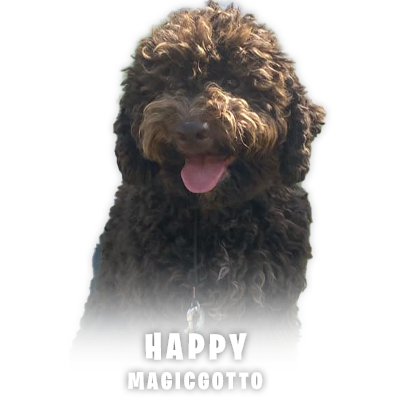 Lagotto Romagnolo